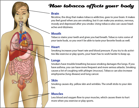 smoking effects on the body. diagram of how tobacco affects
