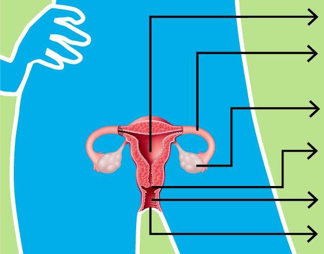 Map image of the female reproductive system