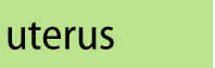 Text Uterus